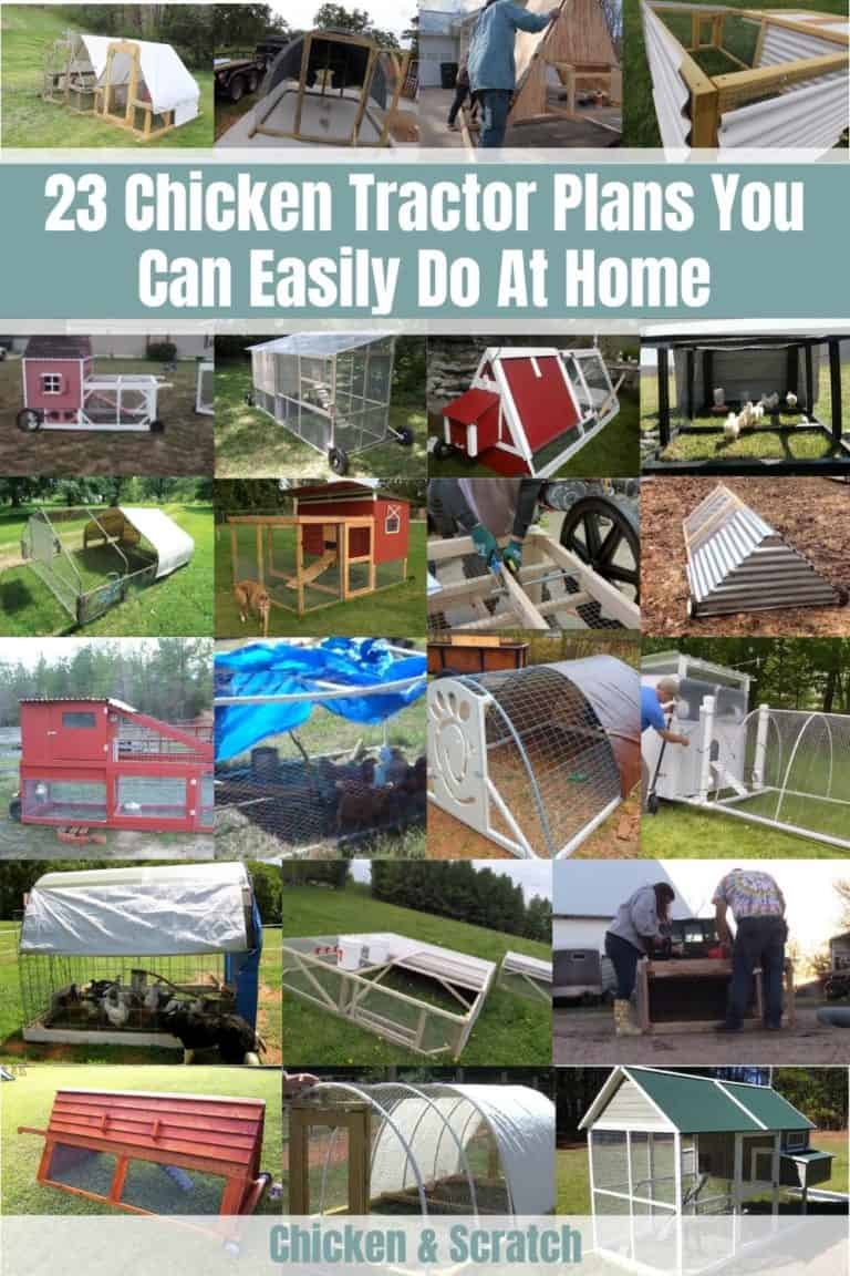 Chicken Tractor Plans You Can Easily Do At Home