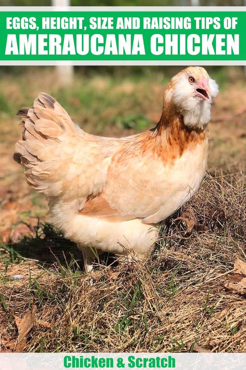 Ameraucana Chicken