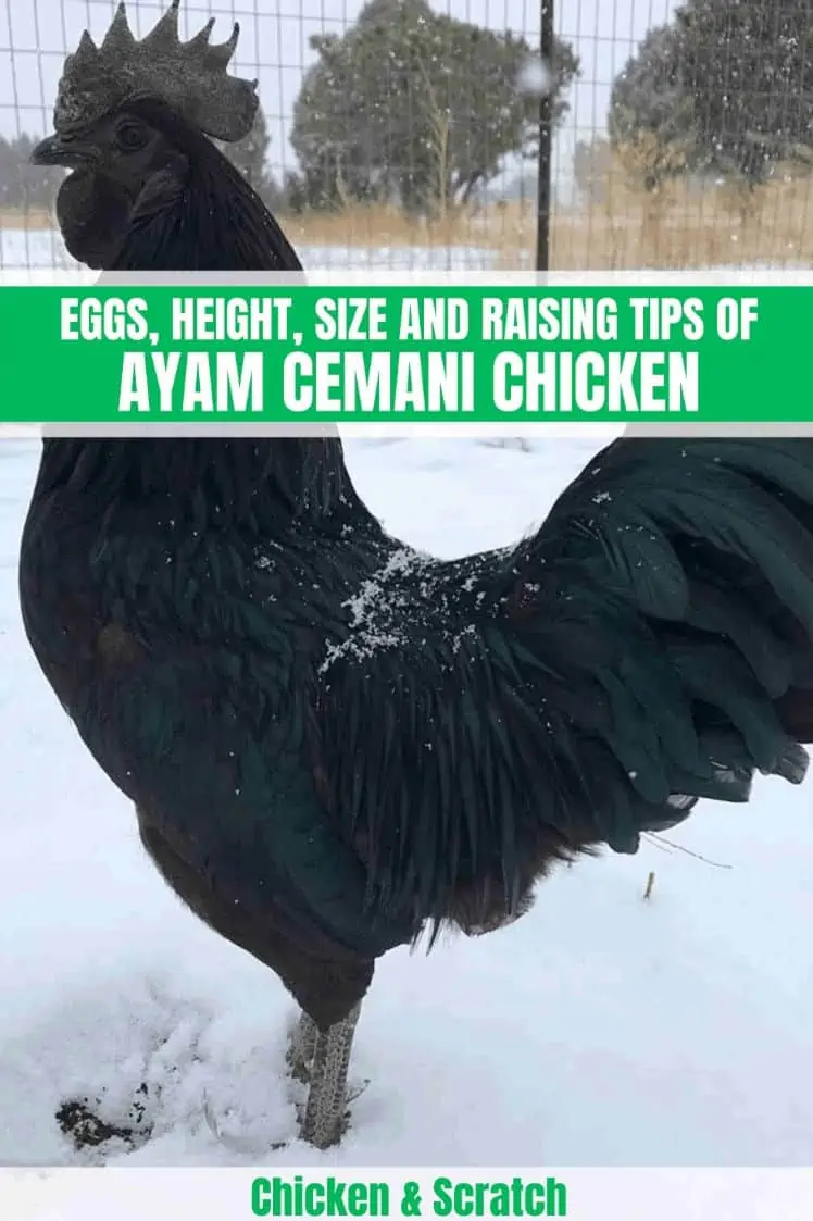 Ayam Cemani