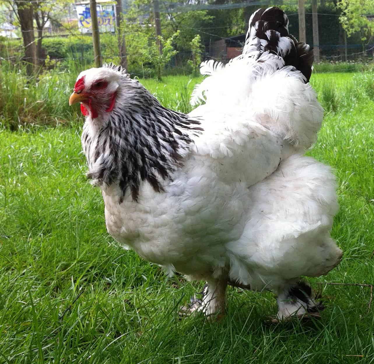 BRAHMA CHICKEN