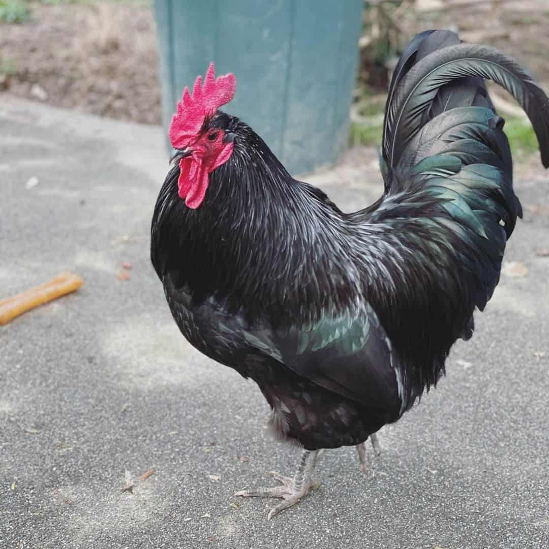  achtergrond van Australorps