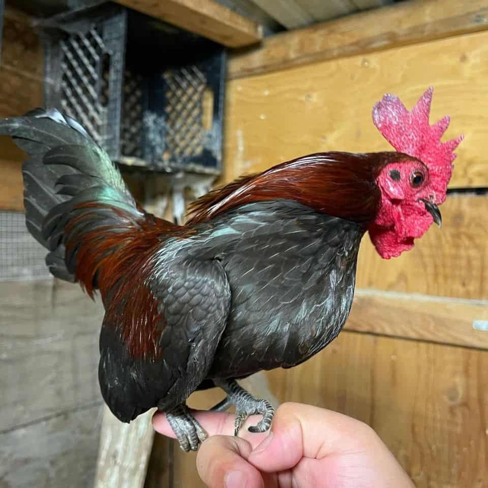 Bantam Egg Laying Hens