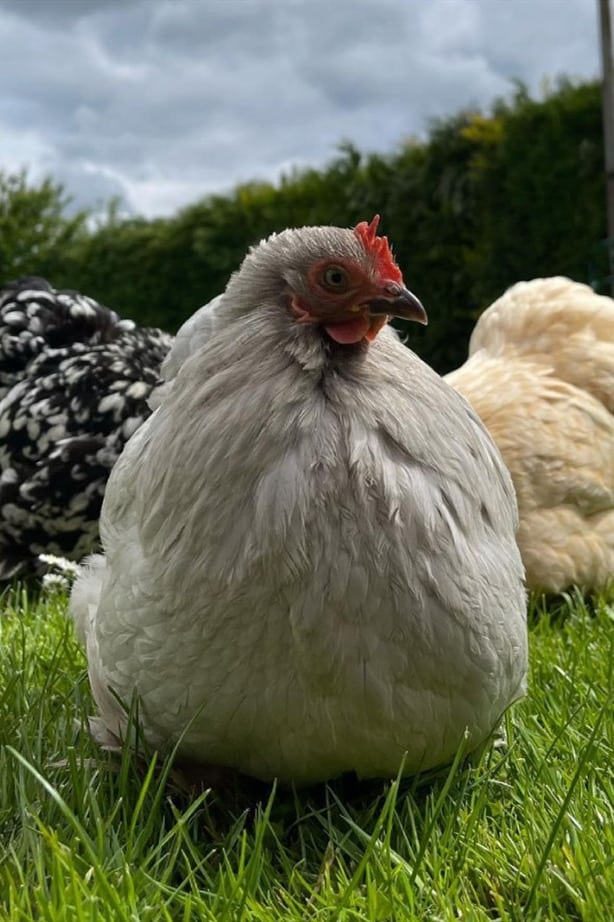 Bantam Chickens