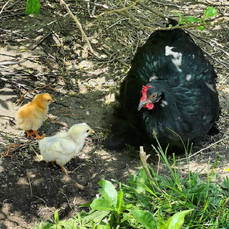 Bantam Egg Laying