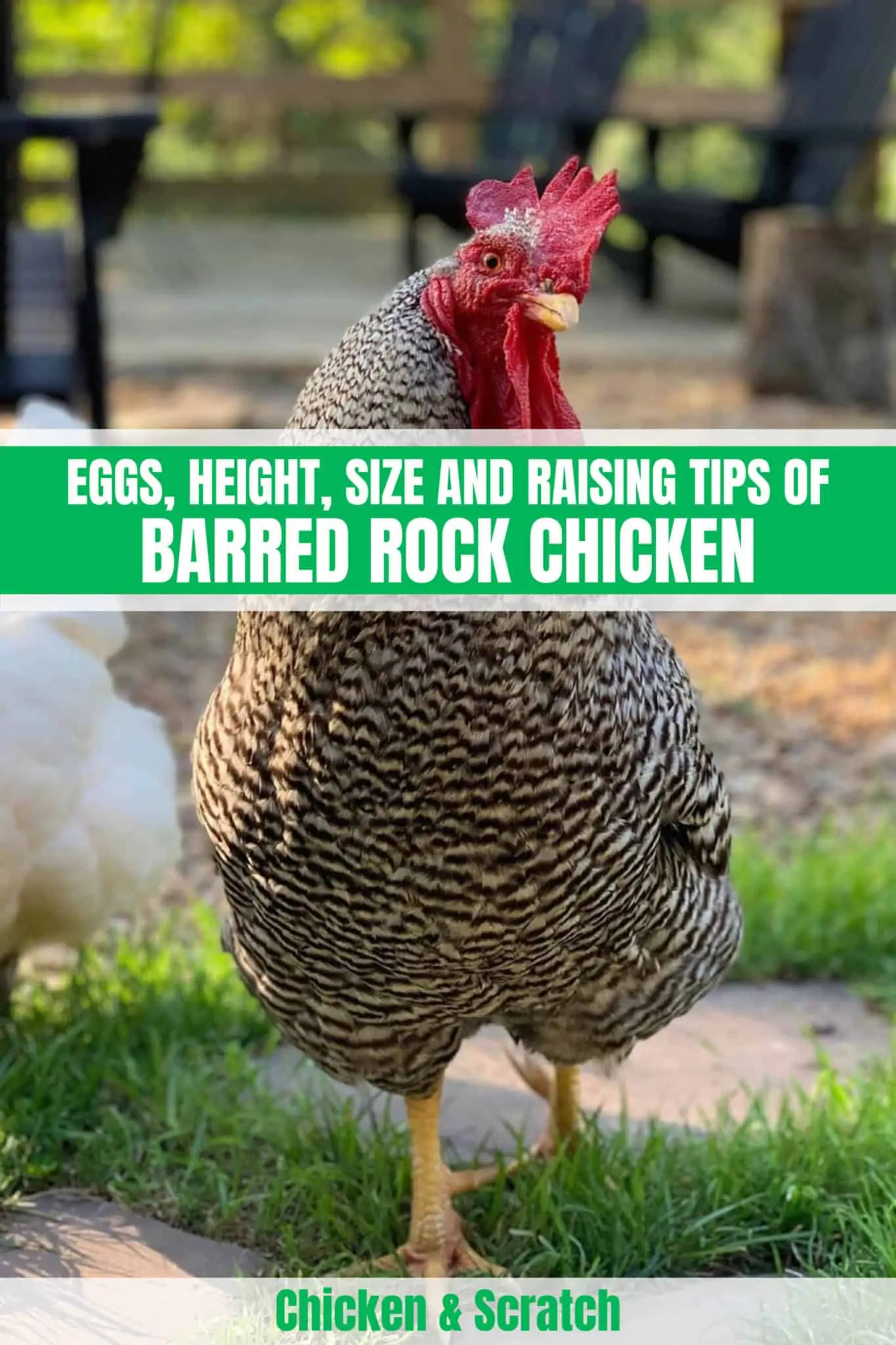 Chicken SVG, Chicken Mama Black Barred Plymouth Rock Hen Mom Bird