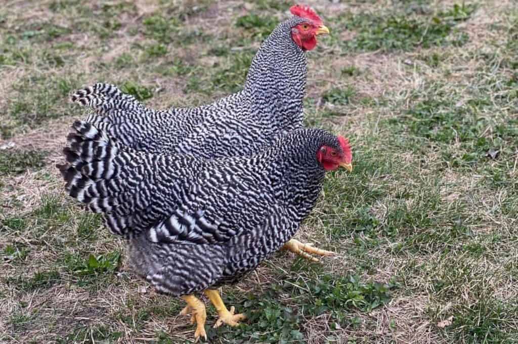 Barred Rock Personality and Temperament