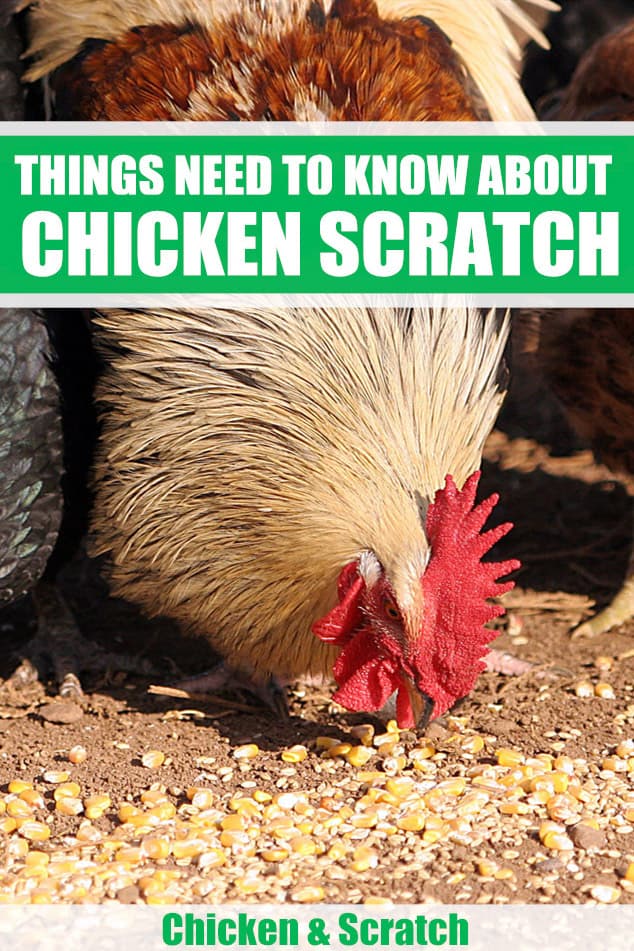 Chicken Scratch Things You Need To Know Before Feeding