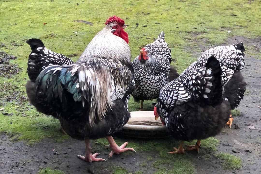 History of Silver Laced Wyandotte