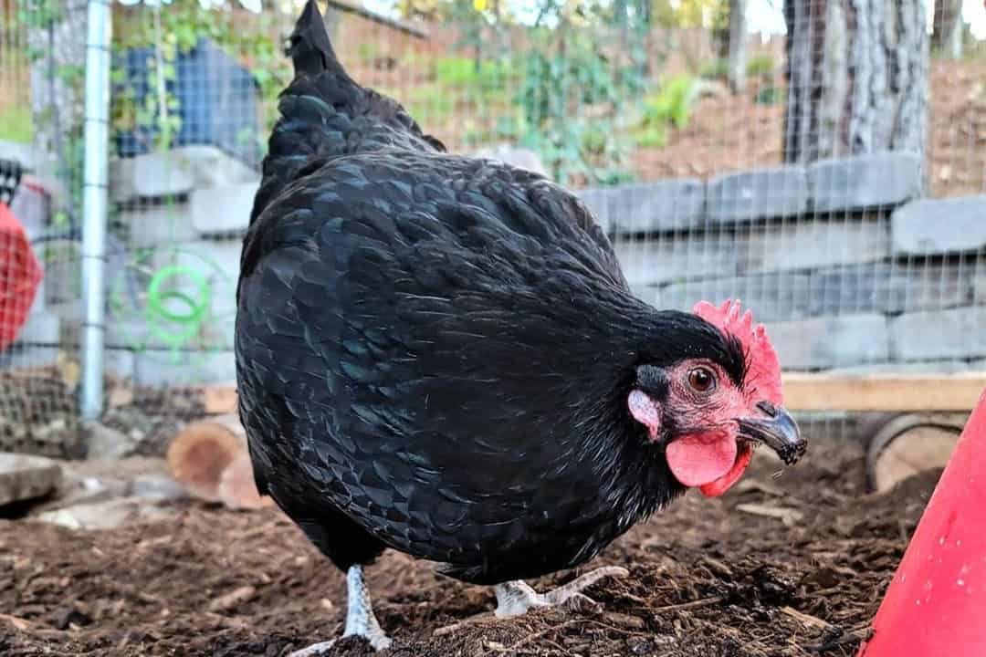 hoe wordt Australorp