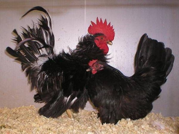 Japanese Bantam