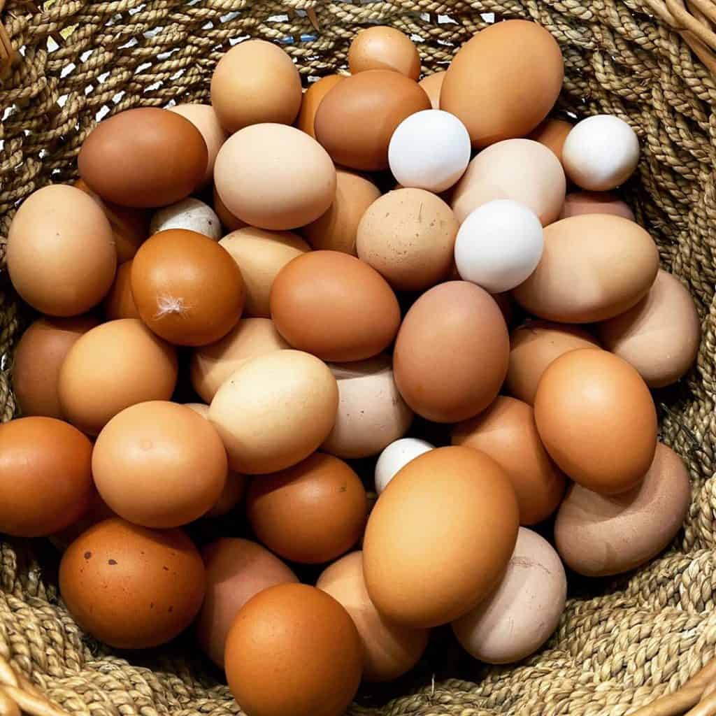 jersey giant egg color