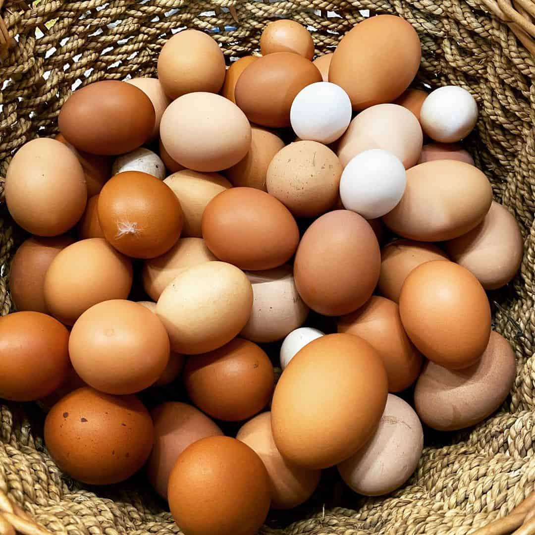 Jersey Giant Chicken Eggs Height Size And Raising Tips