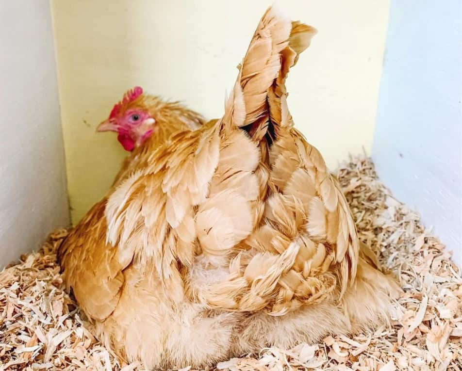 Orpington Chicken Egg Laying