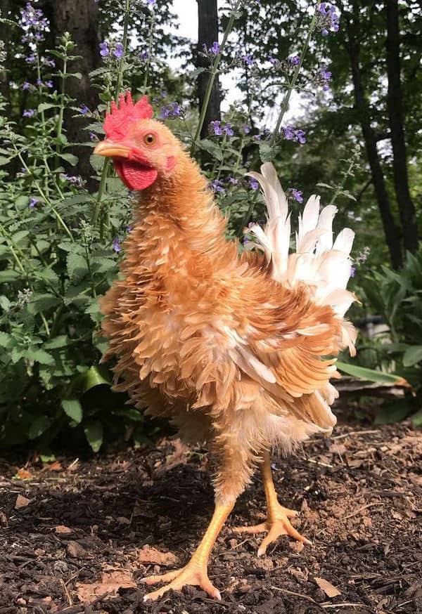 Orpington frizzle chicken