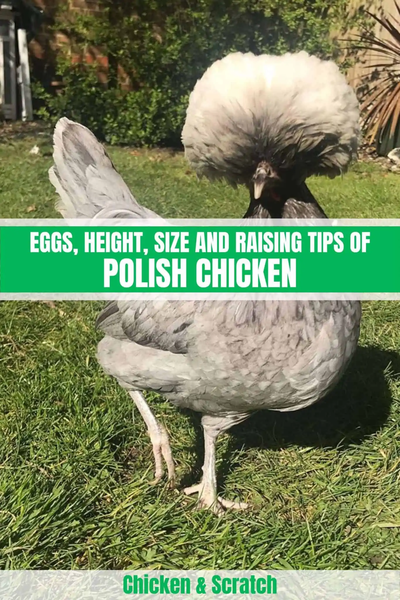 POLISH-CHICKENS