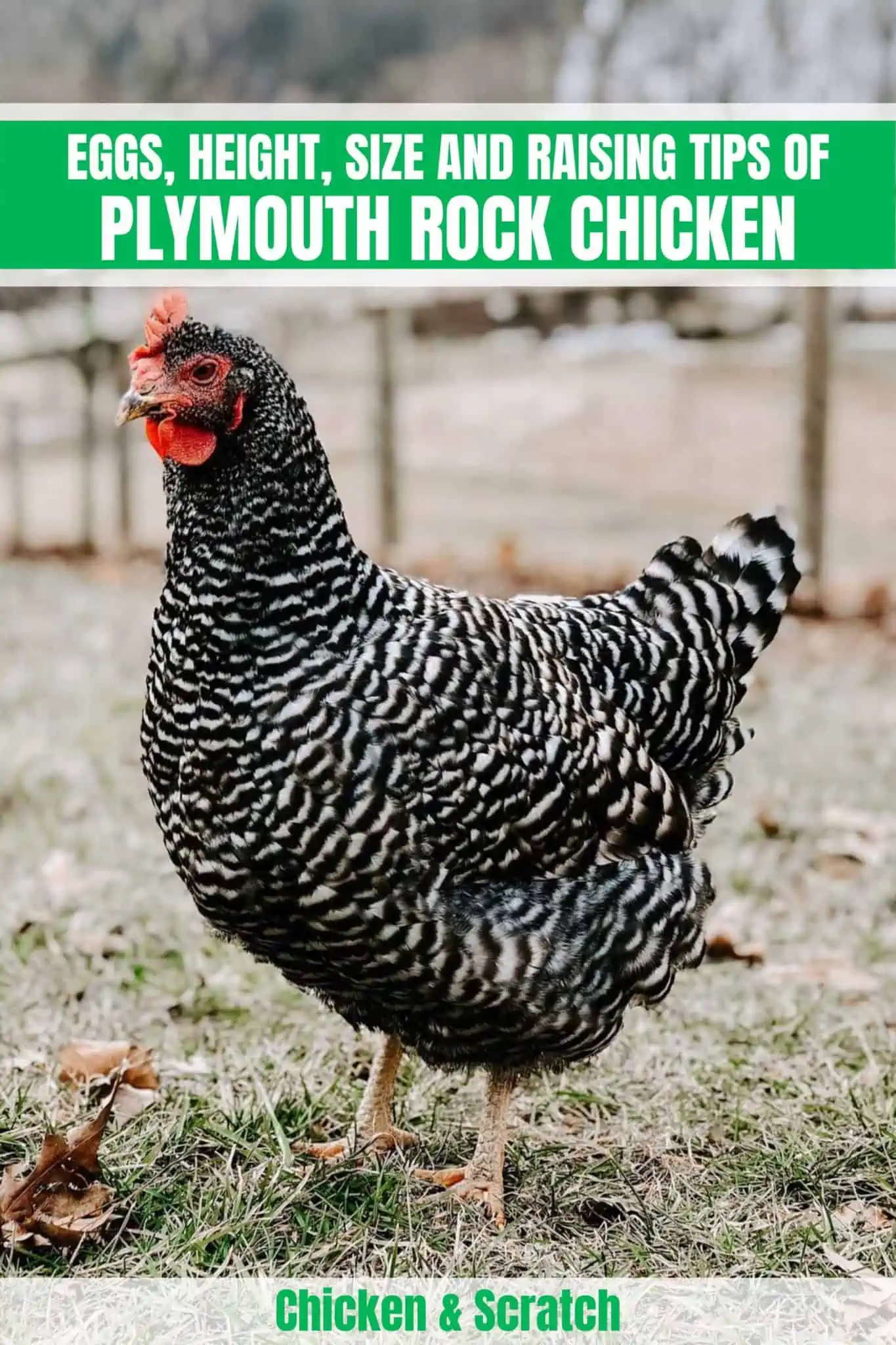 Plymouth Rock