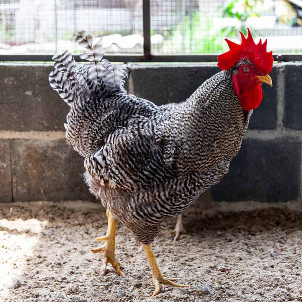 Plymouth Rock Chicken Eggs, Height, Size and Raising Tips