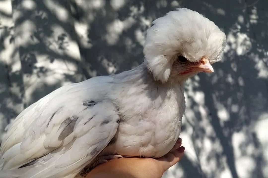 Polish Chicken Breed Standard