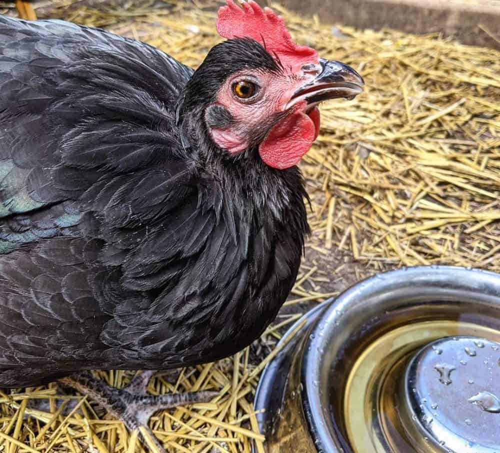 höja Australorp kycklingar