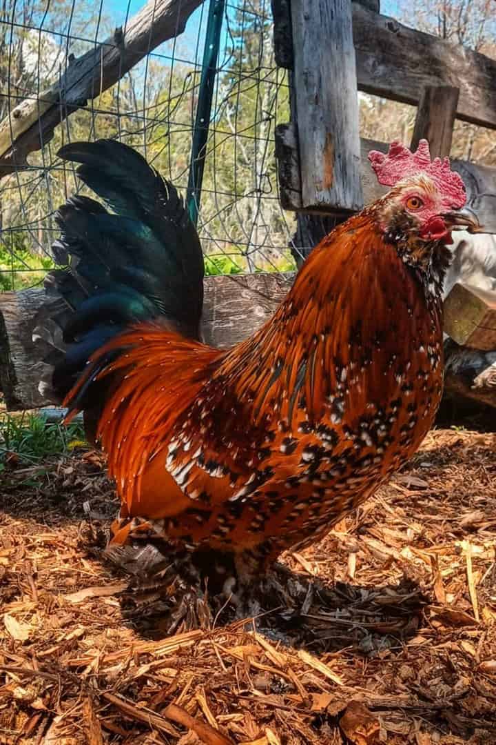 Raising Bantam Chickens