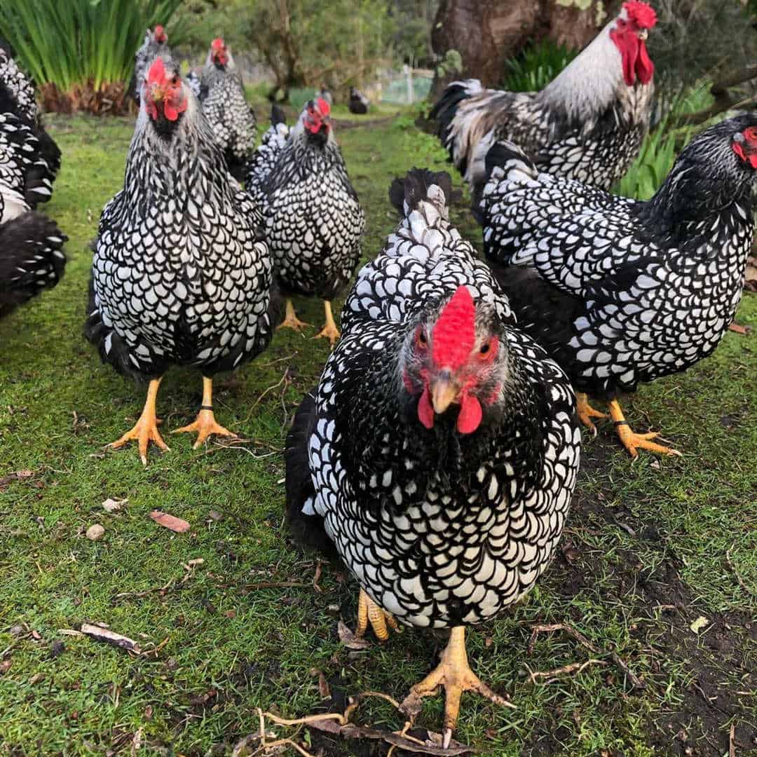 Raising Silver Laced