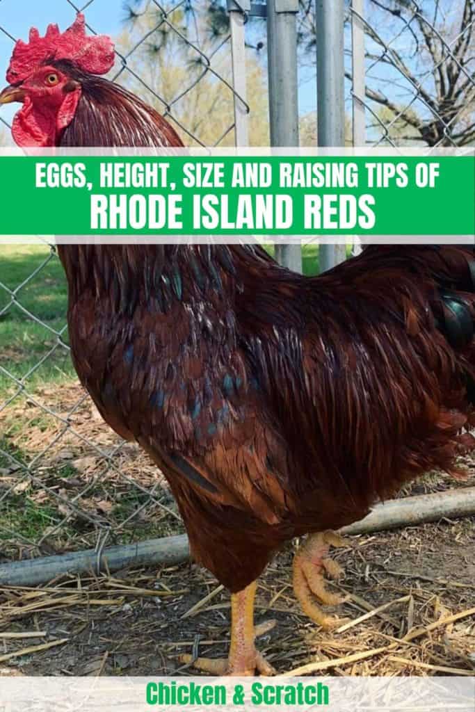 Rhode Island Red Chicken