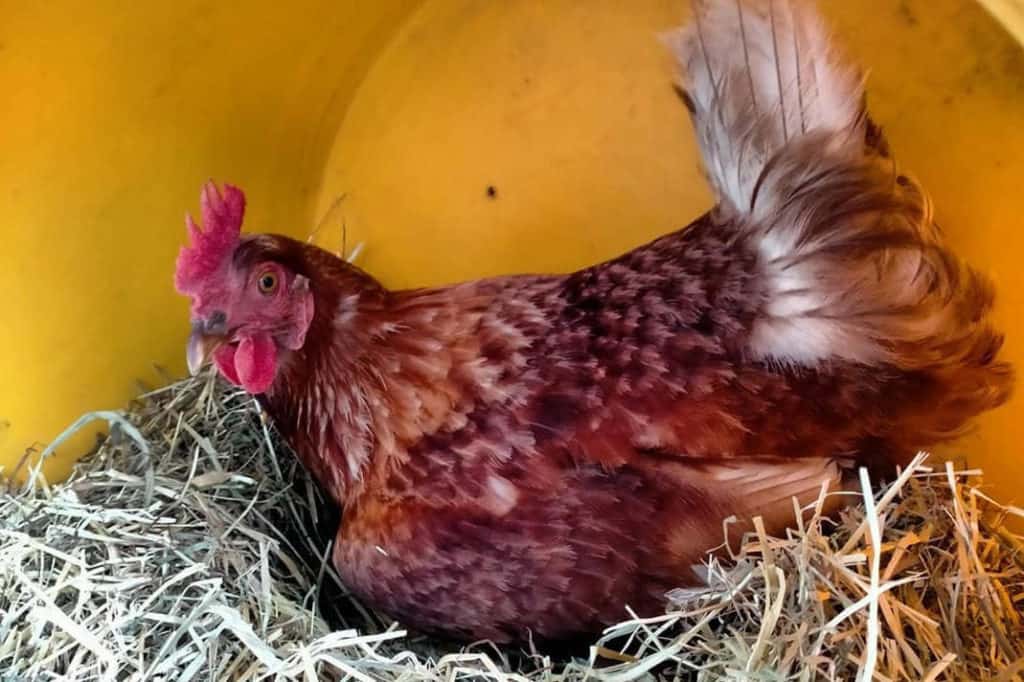 Rhode Island Red egg laying