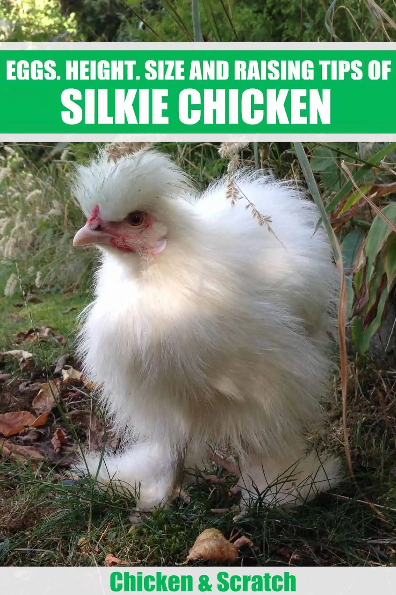 Silkie Chicken