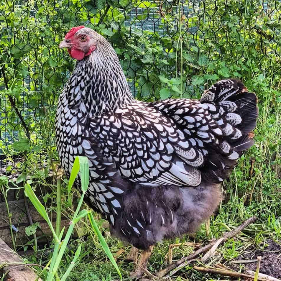 Silver Laced Wyandotte Breed Standard