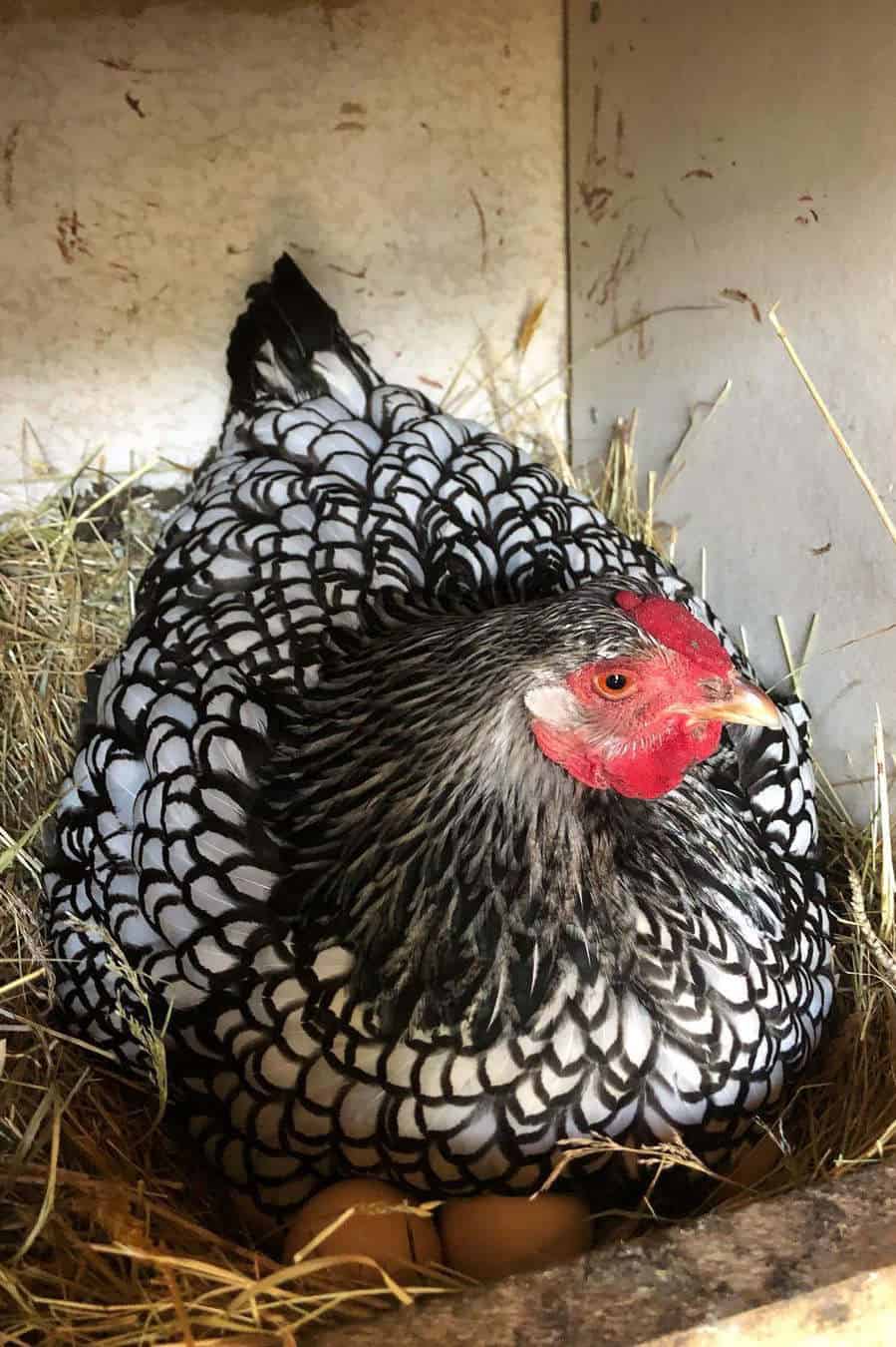 Silver Laced Wyandotte Egg Laying