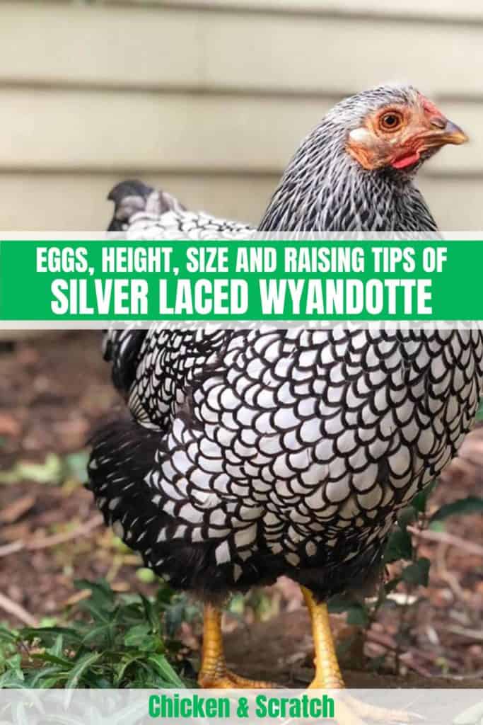 Silver Laced Wyandotte chicken