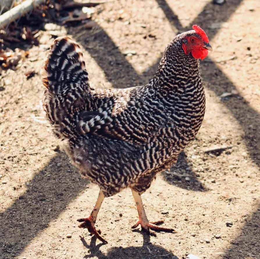 Tips for Raising Barred Rock Chickens