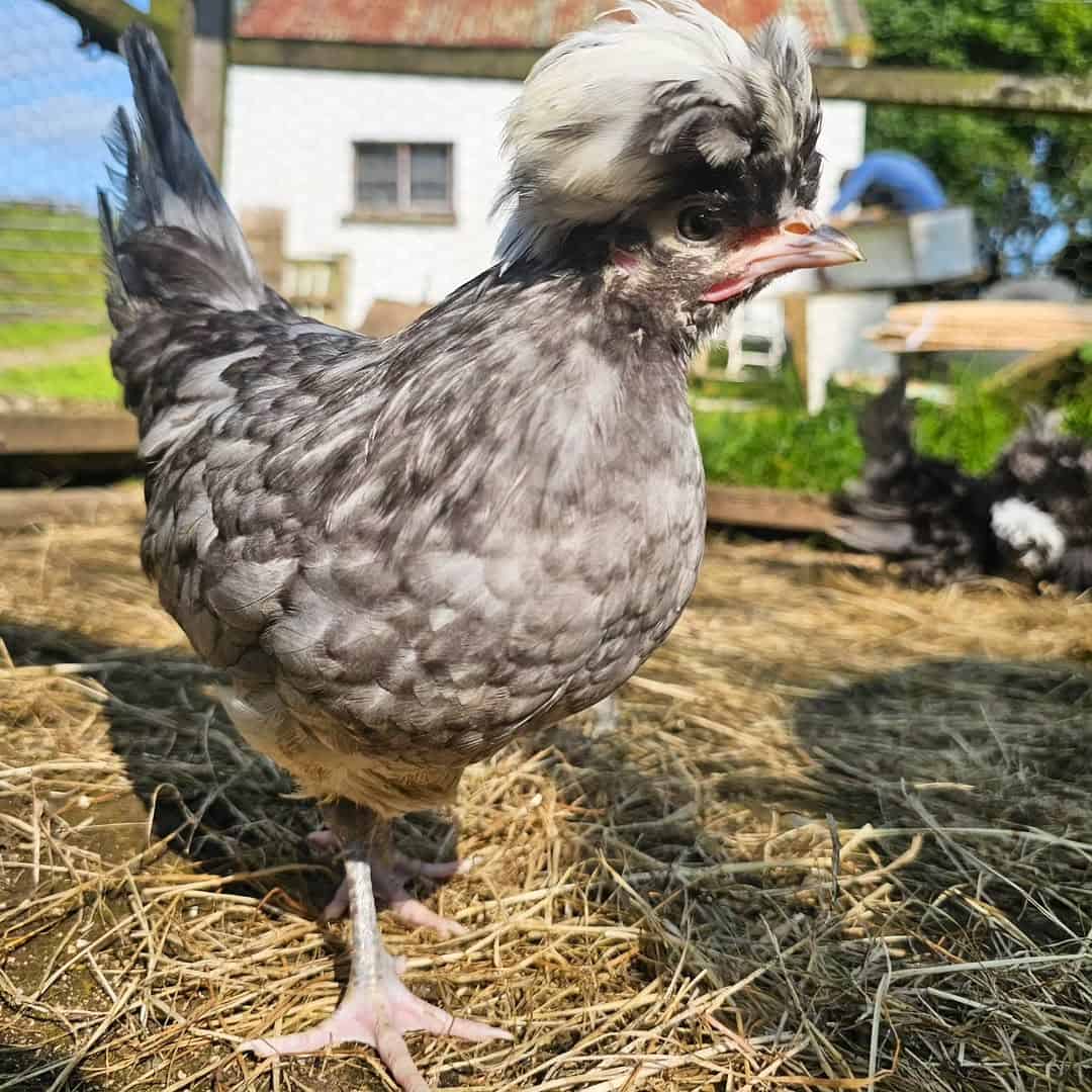 Tips for Raising Polish Chickens