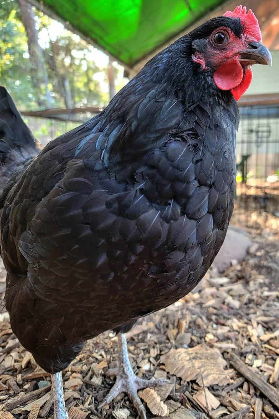 Type of Australorp Chickens