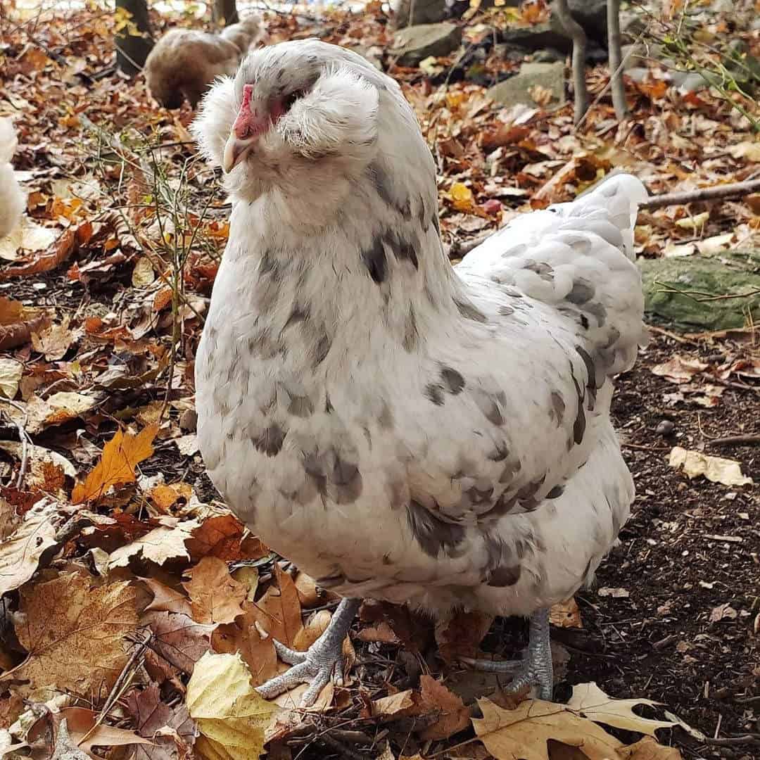 araucana rooster vs hen