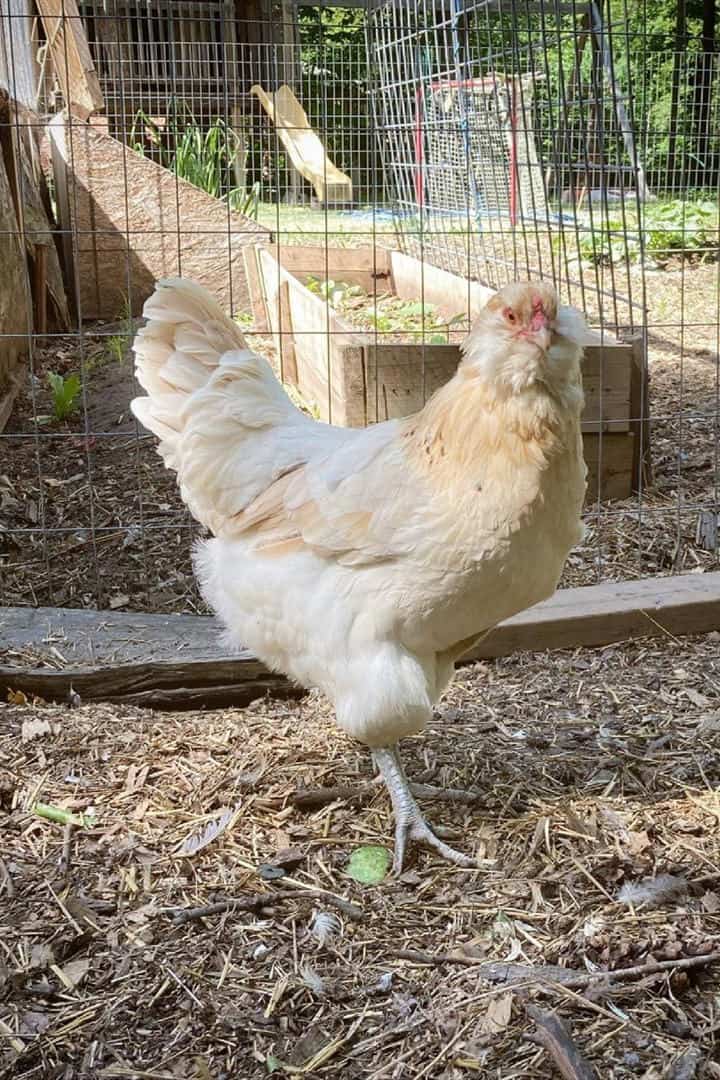 ameraucana chicken