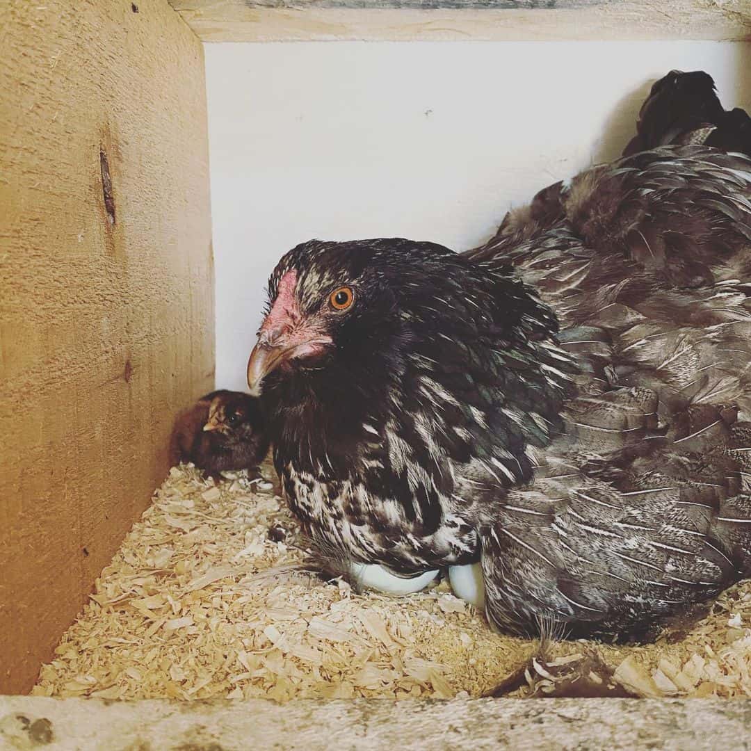 ameraucana chickens