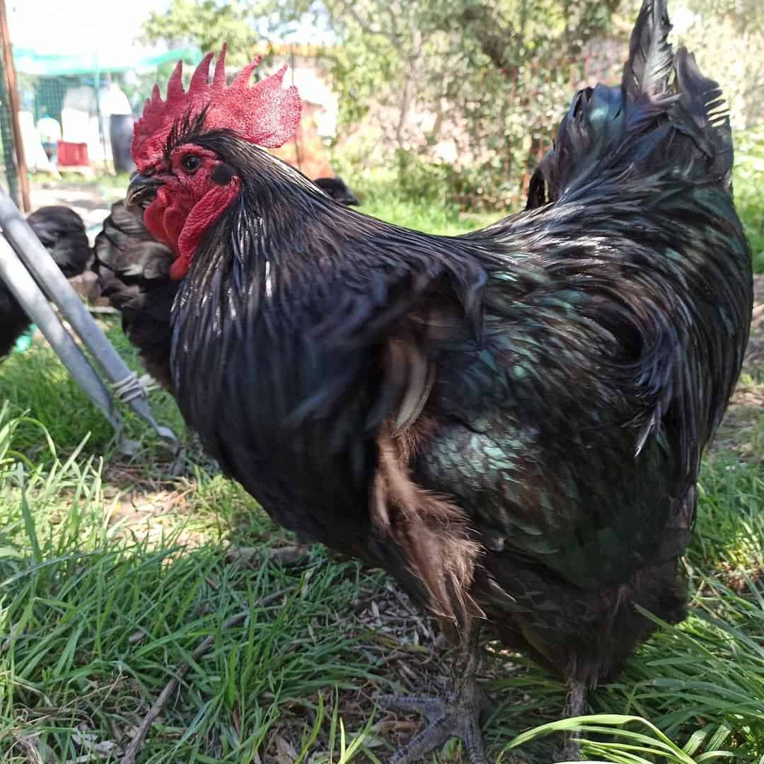 australorp kuře