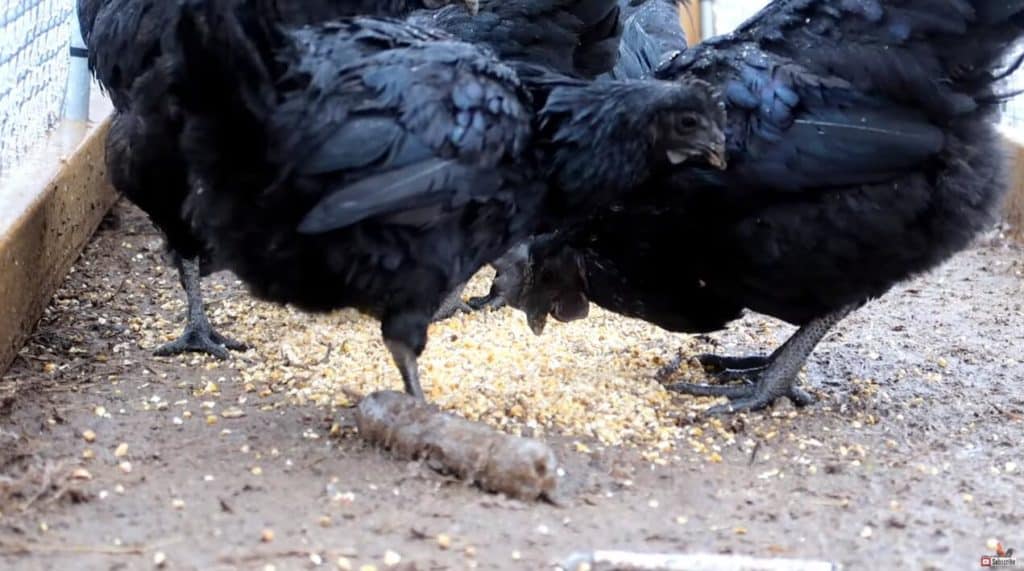 Ayam Cemani: Eggs, Height, Size and Raising Tips