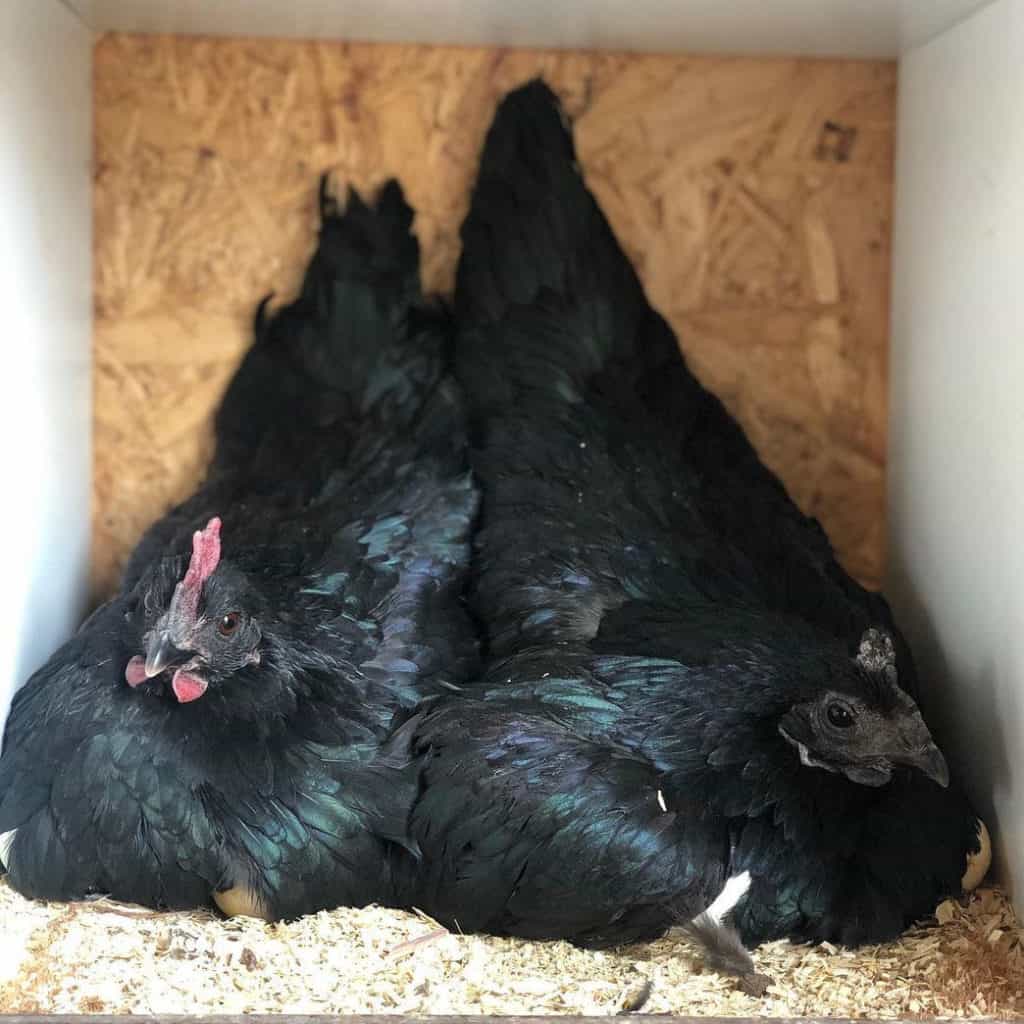 ayam cemani eggs