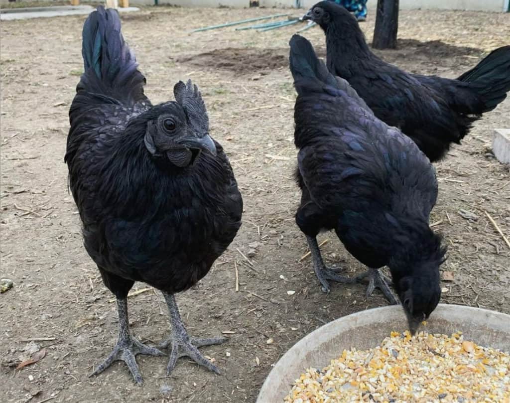 Ayam Cemani Chicks / The Black Chicken - Chicken Scratch Poultry