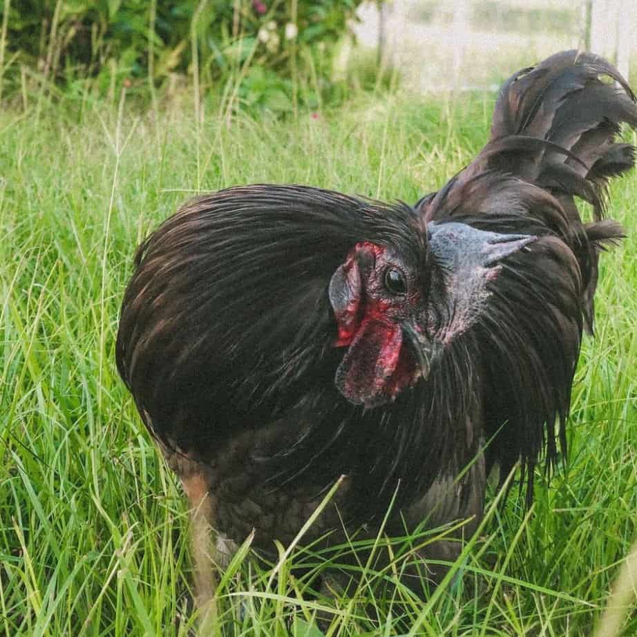 ayam cemani meat