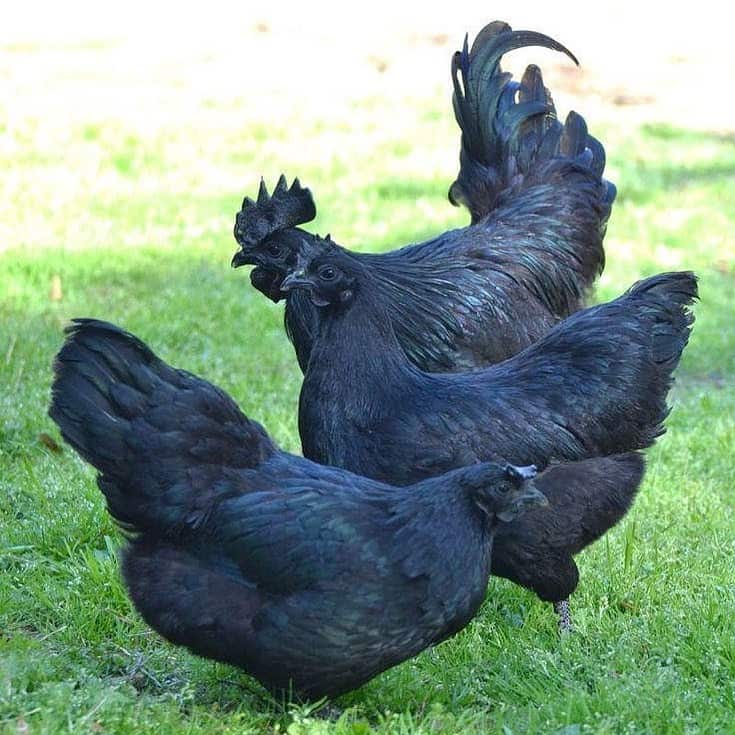 RARE Organic Fibromelanistic Svart Hona Ayam Cemani Chicken Hatching Eggs 6 