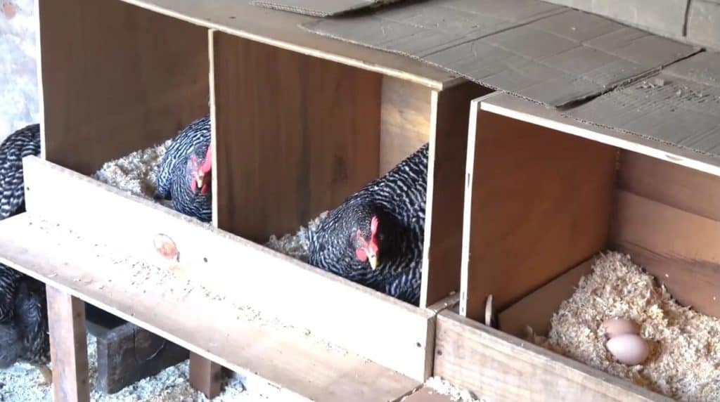 barred plymouth rock