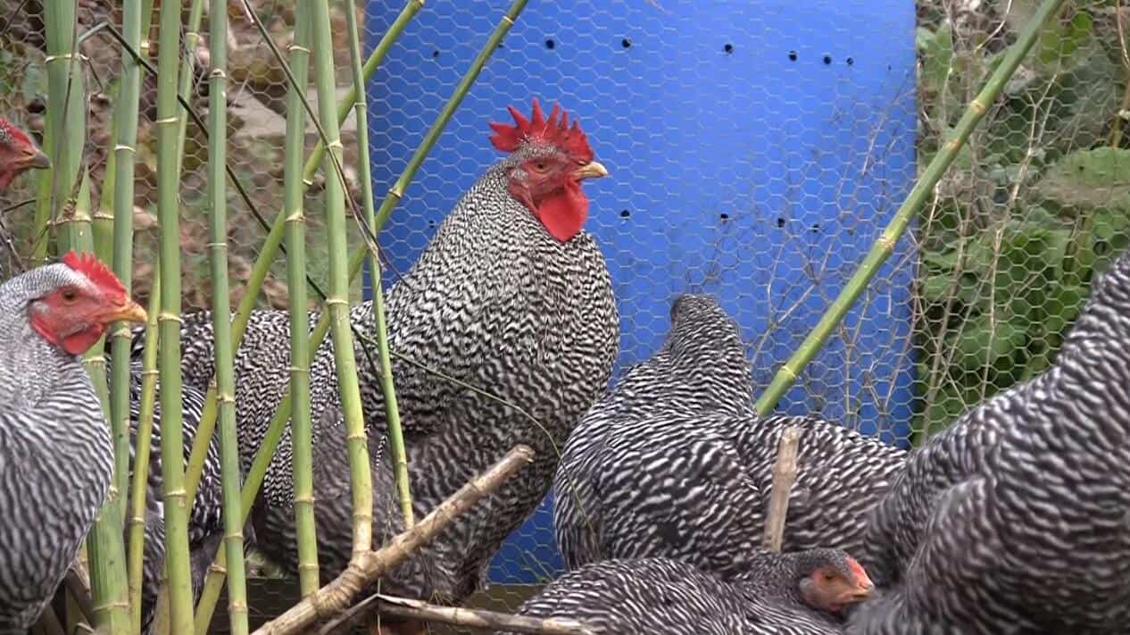 barred rock chicken