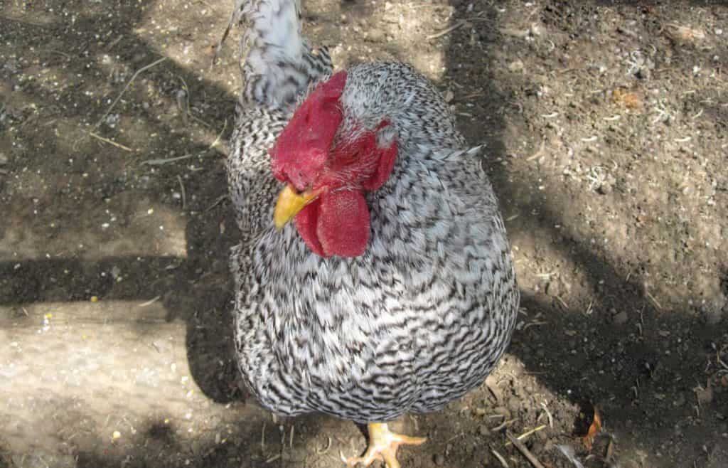 barred rock chickens