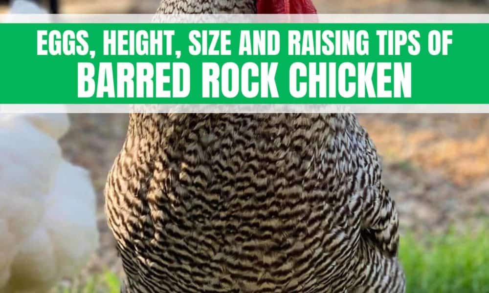 barred rock chicks