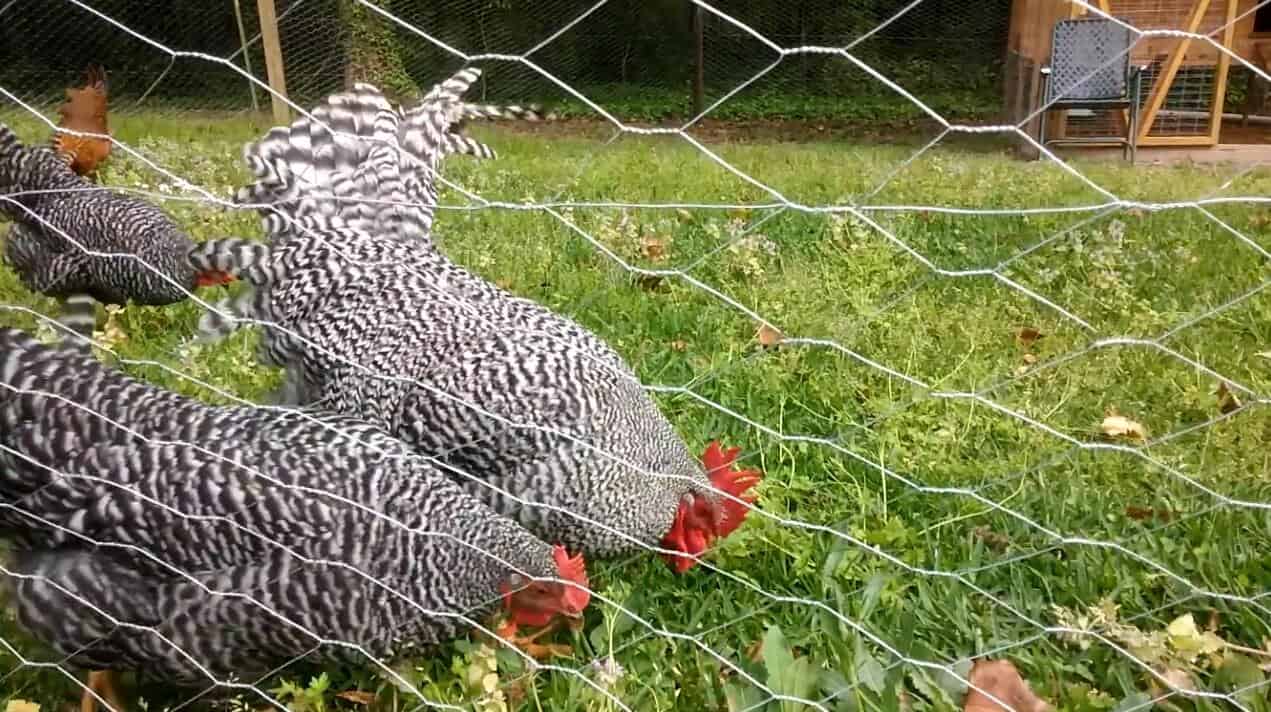 barred rock hen