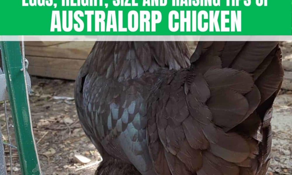 Discover Australorp Chicken: Eggs, Height, Size and Raising Tips