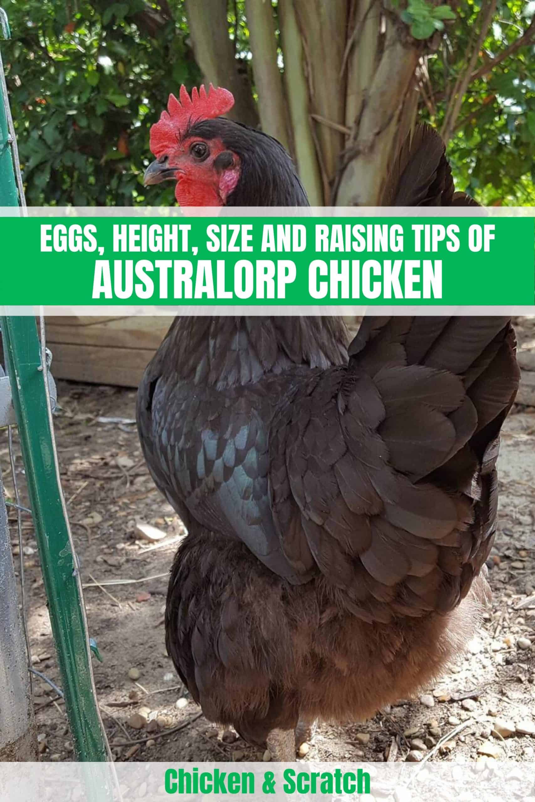 black australorp chicks characteristics